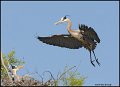 _0SB6755 great-blue heron returning to nest